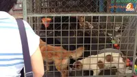 Anak Panti Asuhan Samuel Juga Dikurung di Kandang Anjing