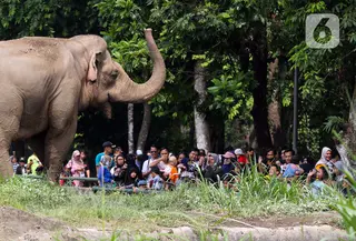 Pengunjung melihat gajah saat berwisata di Taman Margasatwa Ragunan, Jakarta, Senin (25/12/2023). Taman Margasatwa Ragunan menjadi tempat wisata alternatif bagi masyarakat Jakarta-Bogor-Depok-Tangerang-Bekasi (Jabodetabek) saat libur Hari Raya Natal 2023 dan Tahun Baru 2024. (Liputan6.com/Herman Zakharia)