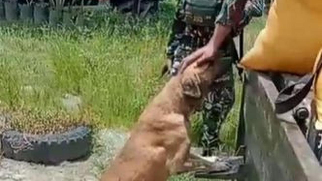 Momen haru seketika datang ketika sosok 'setia' tiba-tiba datang dan memasang muka sedih di hadapan mereka.