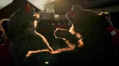 Orang-orang yang mengenakan kostum bulu beruang bersiap untuk parade di Comanesti, Rumania, Jumat, 30 Desember 2022. Dalam tradisi pedesaan pra-Kristen, para penari yang mengenakan kostum berwarna atau kostum bulu binatang pergi dari satu rumah ke rumah lain di desa-desa, bernyanyi dan menari untuk mengusir kejahatan. (AP Photo/Vadim Ghirda)