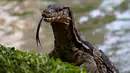 Seekor biawak terlihat di Taman Lumpini, Bangkok, Thailand, Selasa (20/9). Pekerja taman setempat menangkap biawak yang panjangnya hampir 2 meter tersebut. (REUTERS / Athit Perawongmetha)