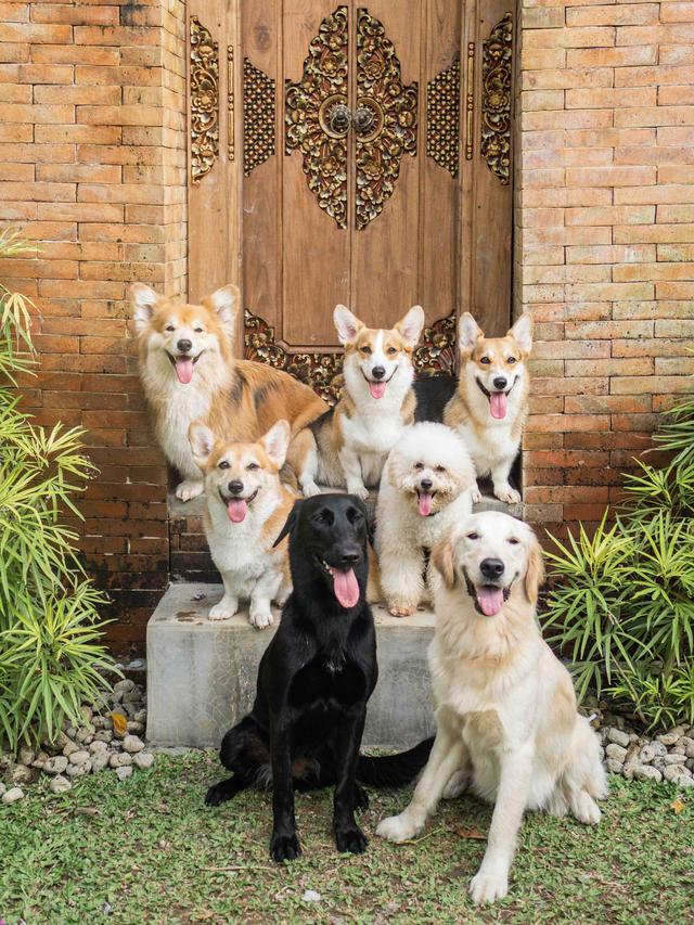 Animal-Related Pick Up Lines