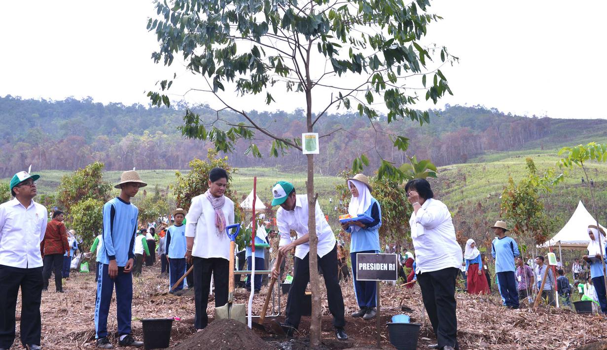 Presiden Jokowi didampingi Ibu Negara Iriana Widodo dan Menteri LHK Siti Nurbaya menanam pohon pada peringatan Hari Menanam Pohon Indonesia dan Bulan Menanam Pohon Nasional di Tahura Sultan Adam, Kalsel, Kamis (26/11). (Satgapres)