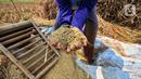 Petani menunjukkan gabah kering yang sudah dibersihkan. (Liputan6.com/Angga Yuniar)