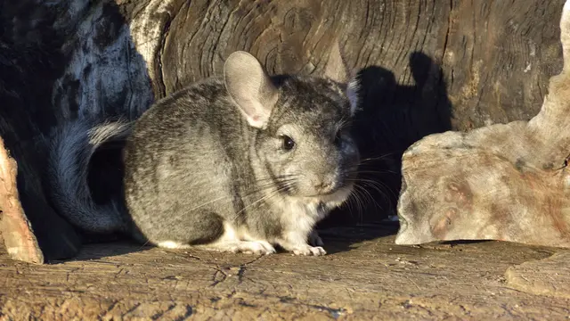 Jenis Hamster Langka dan Harganya