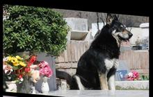 8 Anjing Setia seperti Hachiko, Tunggu Majikan yang Meninggal Bertahun-Tahun