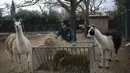 Petugas menyiapkan makanan dua llama di Taman Zoologi Attica di Spata, dekat Athena, pada 23 Januari 2021. Dengan tidak adanya pengunjung atau bantuan pemerintah, satu-satunya kebun binatang Yunani menghadapi tagihan besar untuk kebutuhan 2.000 satwa penghuni. (AP Photo/Petros Giannakouris)