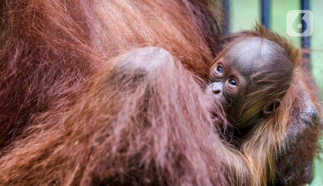 Bayi Orangutan Kalimantan, Fitri saat berada dalam pelukan induknya Eva di Taman Safari Indonesia Cisarua, Bogor, Jawa Barat, Rabu (27/5/2020). Fitri, bayi orangutan berjenis bertina lahir pada hari Senin (25/5) pukul 05.00 WIB dalam suasana Hari Raya Idul Fitri 1441 H. (Liputan6.com/Fery Pradolo)