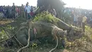 Gajah liar yang dijuluki Osama bin Laden terbaring setelah ditangkap oleh penduduk desa di Divisi Hutan Rongjuli, Distrik Goalpara, Assam, India, Selasa (12/11/2019). Penduduk desa menjulukinya Osama bin Laden karena telah mengamuk dan membunuh warga. (STR/AFP)