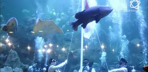 Aurelie menceritakan saat dirinya melakukan pengibaran bendera di dalam air dan bertugas sebagai pemegang baki bendera.