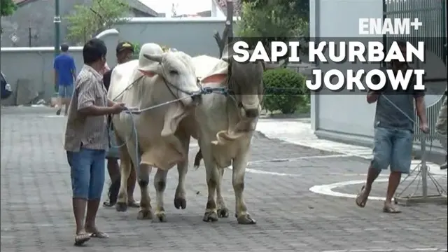 Presiden Joko Widodo atau Jokowi memberikan sapi kurban seberat 1 ton kepada warga Kulonprogo, Daerah Istimewa Yogyakarta (DIY).