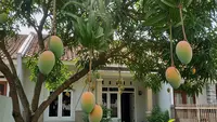 19 Jenis Buah Lokal yang Jarang Gagal Panen, Tahan Cuaca dan Mudah Dirawat