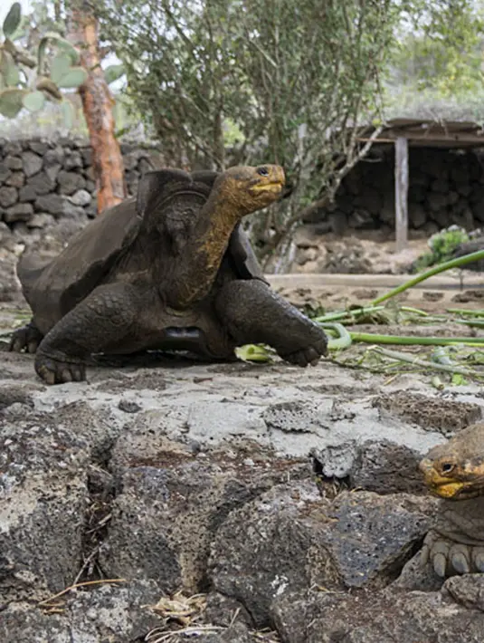 Petugas memberi makan kura-kura raksasa Galapagos di Taman Nasional Galapagos, Ekuador, 12 September 2017. Spesies kura-kura raksasa dari Pulau Floreana yang diperkirakan telah punah 150 tahun silam akan dikembangbiakkan di penangkaran. (AFP Photo)