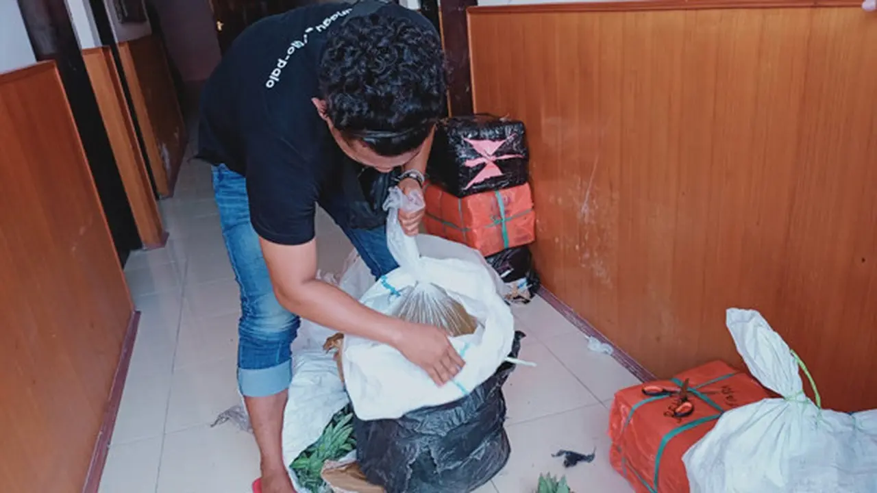 Cap Tikus tersebut dimasukkan ke dalam karung yang dicampur dengan sampah buah nanas.