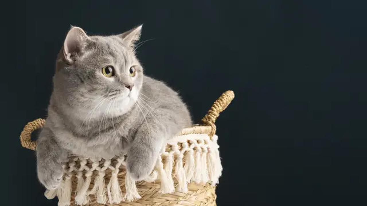 Manusia Jadi Penyebab Otak Kucing Rumahan Menyusut Dibandingkan Nenek Moyangnya, Ini Alasannya