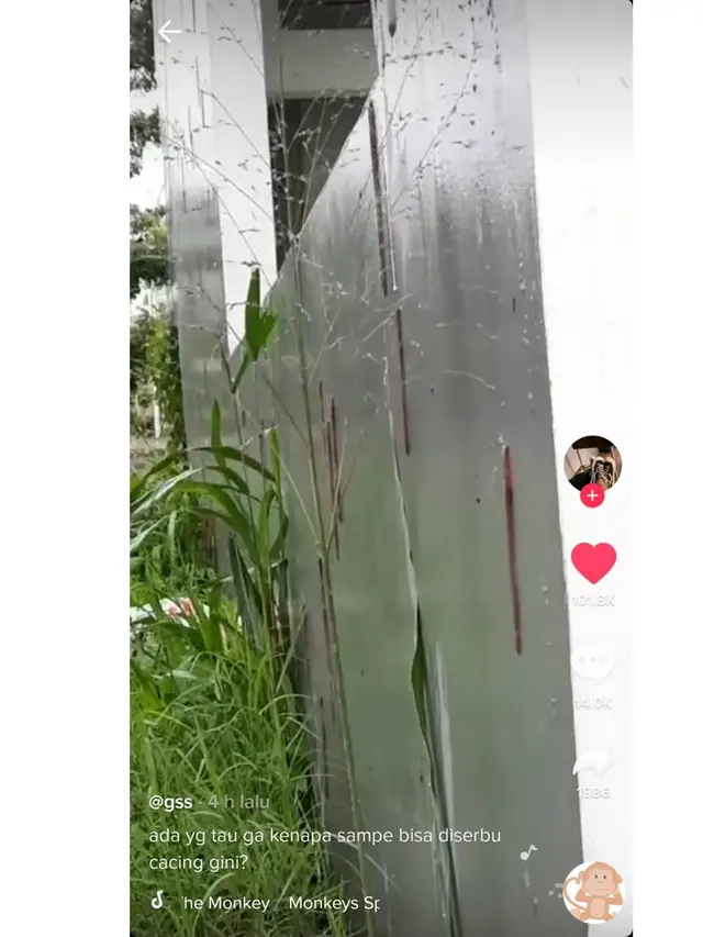 Viral Penampakan Puluhan Cacing Panjat Tembok Rumah, Bikin Merinding