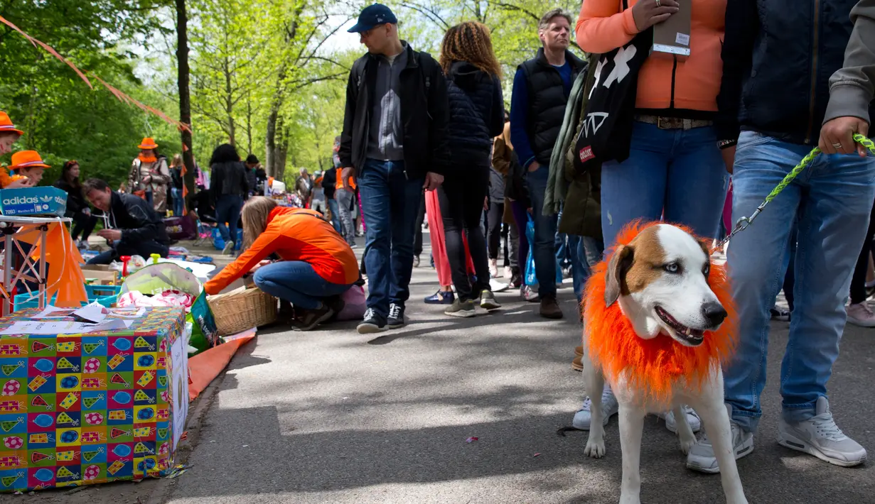 Seekor anjjing mengenakan atribut warna oranye pada pada Hari Ulang Tahun Raja atau King's Day di Amsterdam, Belanda, 27 April 2018. Pada Hari Raja, masyarakat diperbolehkan menjual berbagai barang di jalan tanpa memerlukan izin. (AP/Peter Dejong)