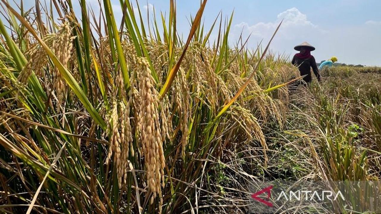 Produktivitas Pertanian Meningkat, Anggota DPR Sebut Jaga Stabilitas Ekonomi Nasional