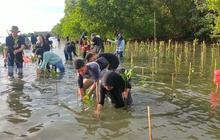 Fakta Unik Mangrove: Pemprov Sulsel Gencarkan Penanaman Mangrove di Empat Kabupaten