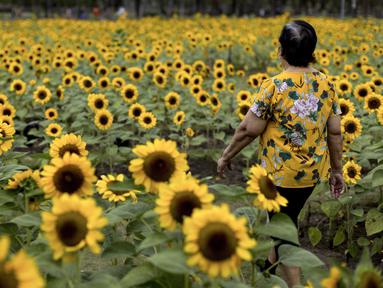 Seorang perempuan berjalan melalui ladang bunga matahari di Wachirabenchathat Park di Bangkok pada 20 Januari 2022. Bunga matahari yang bermekaran pada November hingga Januari menjadi daya tarik wisatawan. (Jack TAYLOR / AFP)
