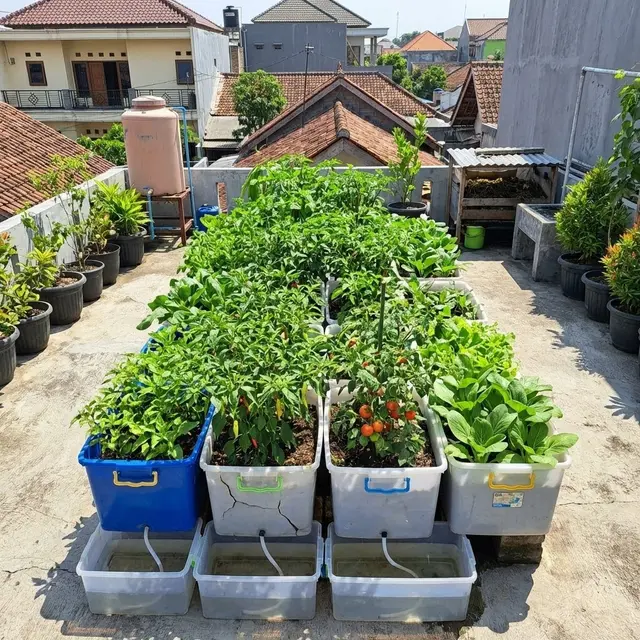 Ide Kebun Cabai Rawit dan Sayur Zero Waste Solusi Mandiri Pangan