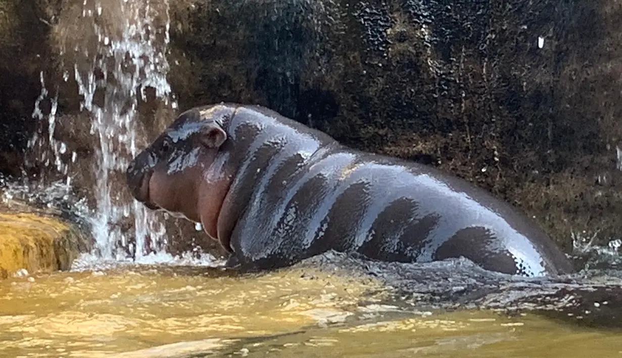 Bayi kuda nil kerdil jantan berusia dua hari mendinginkan diri dengan bermain air di Taipei Zoo, Taiwan, Senin (12/8/2019). (Sam YEH/AFP)
