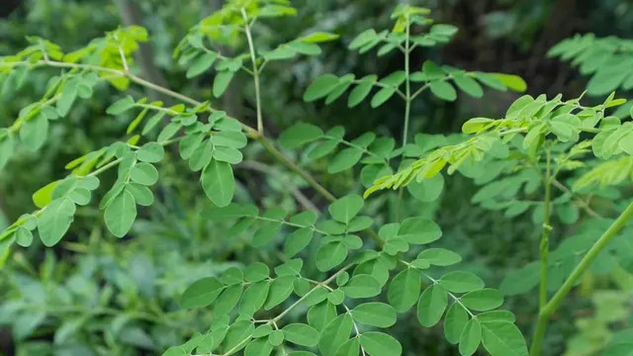 Cara Mengolah Daun Kelor untuk Menurunkan Kadar Kolesterol dan Asam Urat