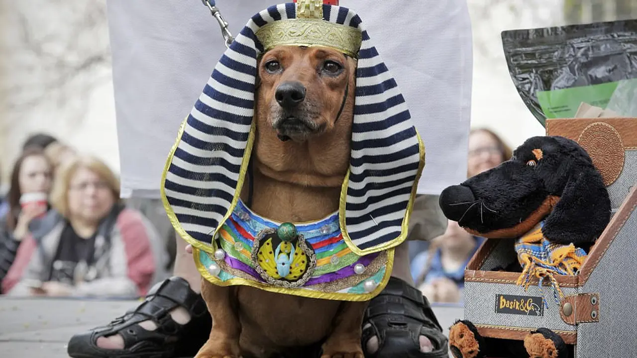 [reservasi]parade kostum anjing