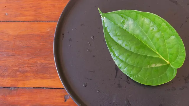 Benarkah Daun Sirih Bisa Atasi Keputihan? (Ideapadx69/Shutterstock)