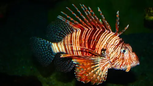 Ikan-ikan Paling Berbahaya di Dunia yang Pernah Ada