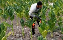 Petani Minta Kemenkes Kaji Ulang Aturan Tembakau di RPP Kesehatan, Kenapa?