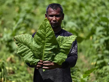 Seorang petani menunjukkan daun tembakau di perkebunan tembakau di Kuta Cot Glie, provinsi Aceh (6/1/2022).  Kementerian Keuangan menaikkan tarif CHT terhitung 1 Januari 2022 rata-rata 12 persen dengan dasar pertimbangan untuk pengendalian konsumsi rokok masyarakat. (AFP/Chaideer Mahyuddin)