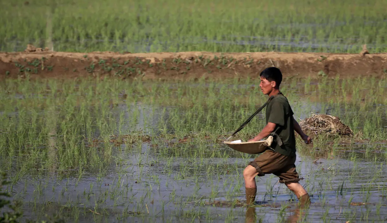 Foto pada 13 Juni 2017 menunjukkan seorang petani menanam padi di sebuah sawah yang terletak di pinggir jalan Pyongyang, Korea Utara. (AP Photo/Wong Maye-E)