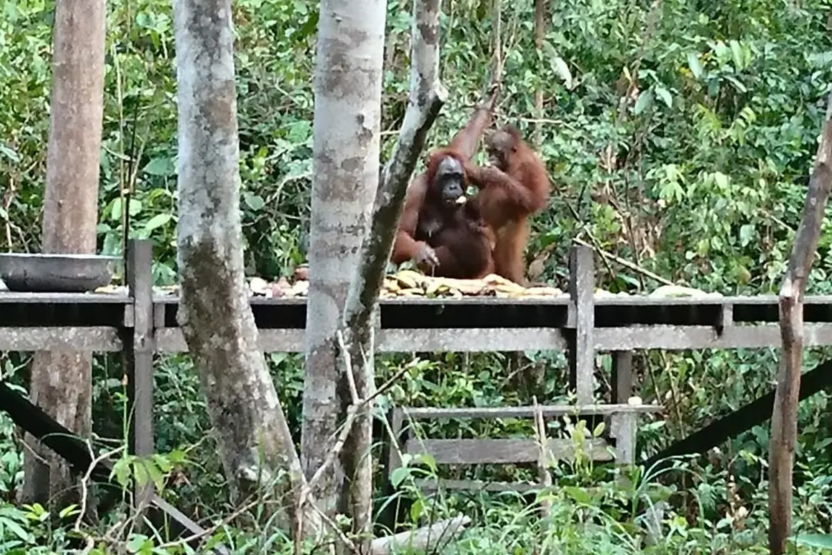 Terpukau Orangutan di Tanjung Harapan Kalimantan