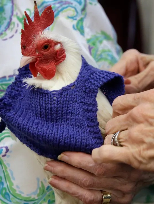 Seekor ayam jantan asal Malaysia, Prince Peep, mengenakan sweater di Fuller Village, rumah pensiun di Milton, Massachusetts, 8 Maret 2017. Sekelompok pensiunan membuatkan sweater rajutan untuk ayam agar mereka tidak kedinginan. (AP Photo/Steven Senne)