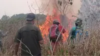 Way Kambas Kebakaran Lagi, Habitat Gajah Terancam