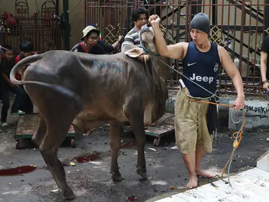 Petugas membawa hewan kurban untuk dipotong di Masjid Sunda Kelapa, Jakarta, Jumat (1/9). Panitia kurban Masjid Sunda Kelapa menerima sebanyak 10 ekor sapi dan 46 ekor kambing untuk dibagikan kepada yayasan dan warga. (Liputan6.com/Immanuel Antonius)