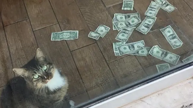Kucing Ini Beri Tuannya Uang Setiap Hari, dari Mana Asalnya?