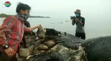 Menteri Kelautan dan Perikanan, Susi Pudjiastuti, bereaksi terkait temuan paus yang mati diduga akibat memakan sampah plastik di Wakatobi, Sultra.