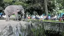 Warga melihat hewan gajah di Taman Margasatwa Ragunan, Jakarta Selatan, Selasa (28/3). Umumnya pengunjung memadati kandang binatang seperti gajah dan rusa. Ada pula yang cuma menggelar alas untuk makan bersama keluarga. (Liputan6.com/Yoppy Renato)