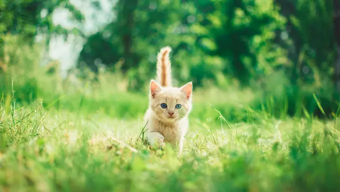 kucing