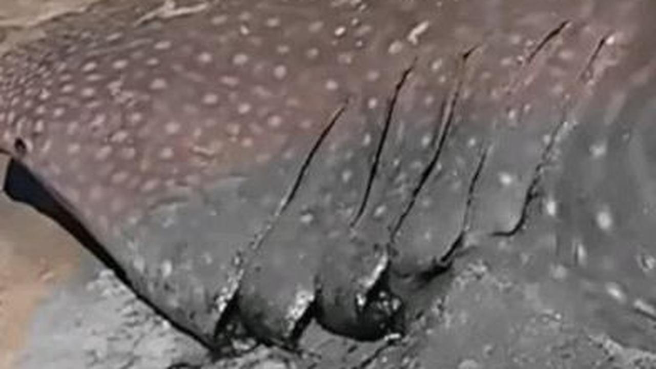 “Mereka mencari perairan yang sedang hangat untuk mencari plankton,” kata Darsono, salah seorang nelayan asal Tuban, Jawa Timur, pada 5 Juli 2023 lalu.