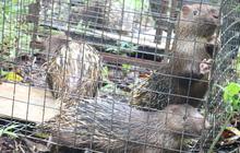 Empat Ekor Landak yang Dimiliki Warga Secara Ilegal Dilepasliarkan di Kaki Gunung Batukaru Bali, Dikembalikan ke Habitat Aslinya