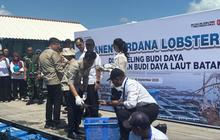 Gibran Desak Aturan Anti Penyelundupan Benih Lobster, Selamatkan Kekayaan Laut Indonesia yang Fantastis