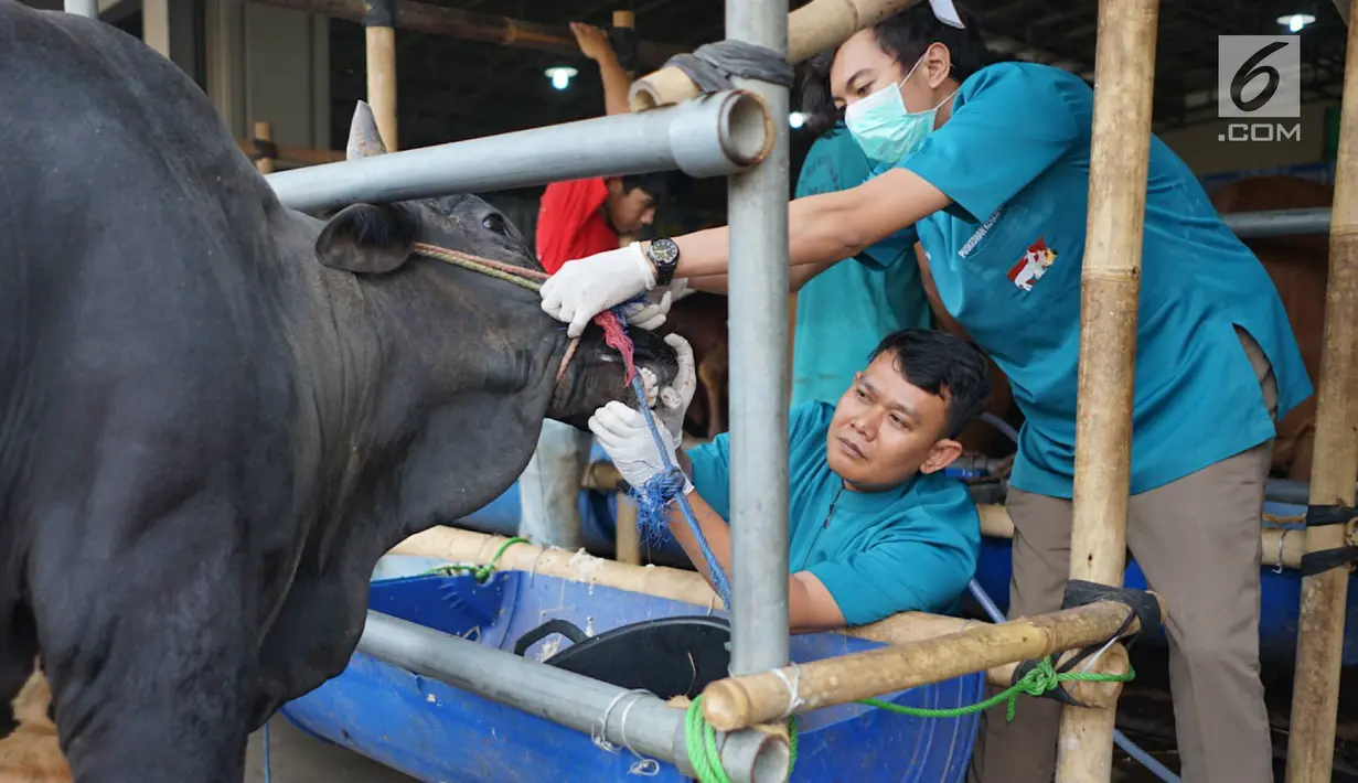Petugas Dinas Peternakan dan Pertanian memeriksa selaput lendir sapi kurban yang dijual di Mall Hewan Kurban H. Doni, Depok, Jawa Barat, Senin (29/7/2019). Pemeriksaan guna menjamin kelayakan dan kesehatan medis hewan kurban untuk dikonsumsi pada Idul Adha mendatang. (Liputan6.com/Immanuel Antonius)
