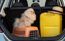 6 Tips Bawa Hewan Peliharaan Saat Mudik dan Kembali Pulang Agar Tidak Stres dan Aman di Jalan