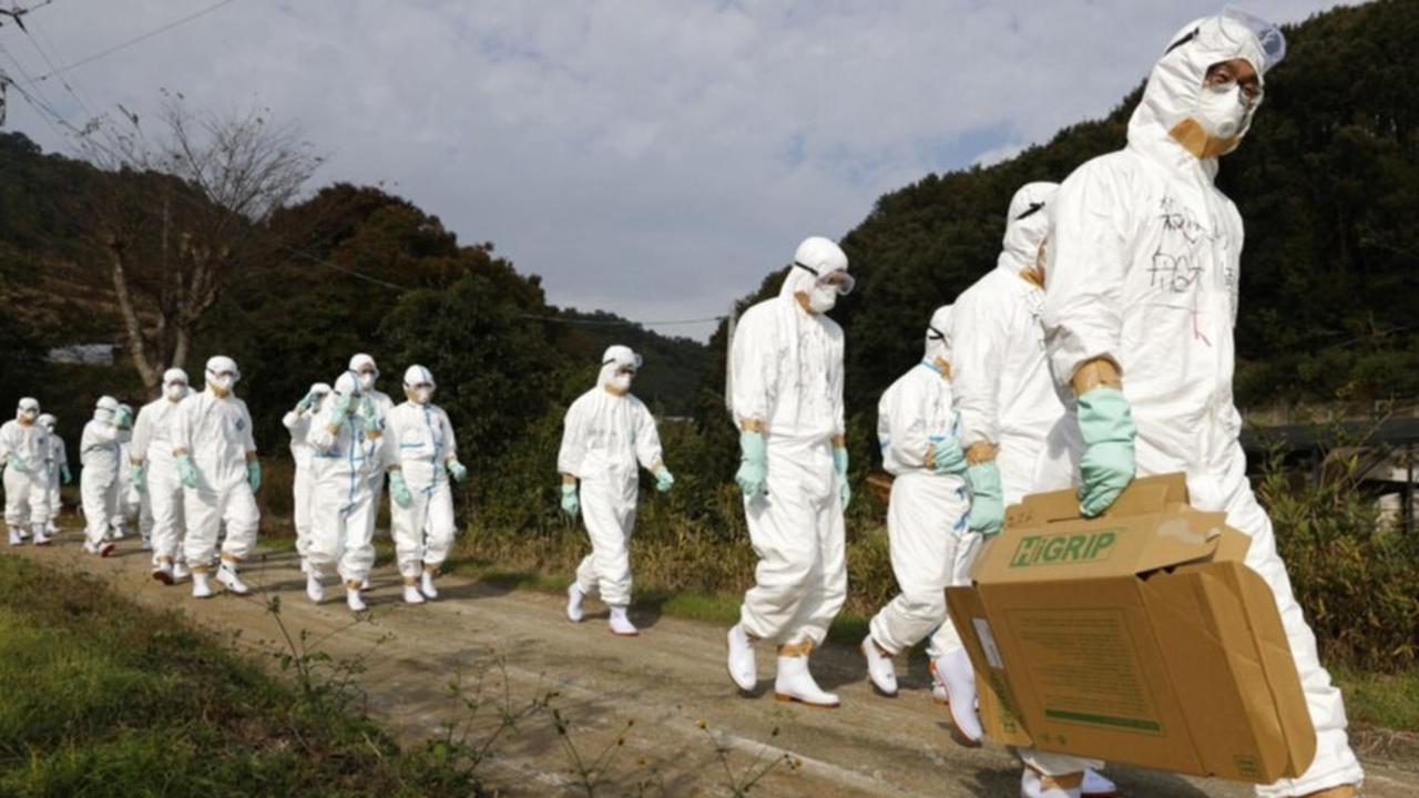 Jepang Musnahkan 50.000 Ekor Ayam Setelah Wabah Flu Burung Merebak