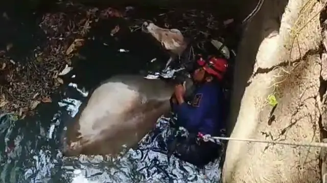 Evakuasi sapi dari sumur tua di Sukabumi. (Liputan6.com/istimewa).
