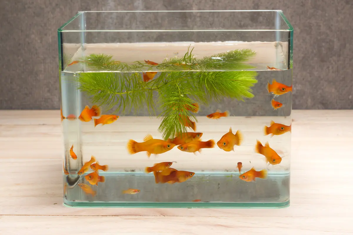 Cara Membuat Aquarium Unik