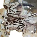 Ilmuwan China Klaim Temukan Dinosaurus Berbulu